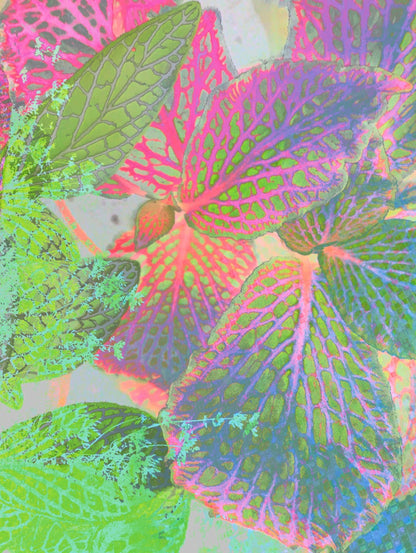 Behind The Shadows ~ Archival Giclée Fine Art Print on Aluminium Dibond Backboard