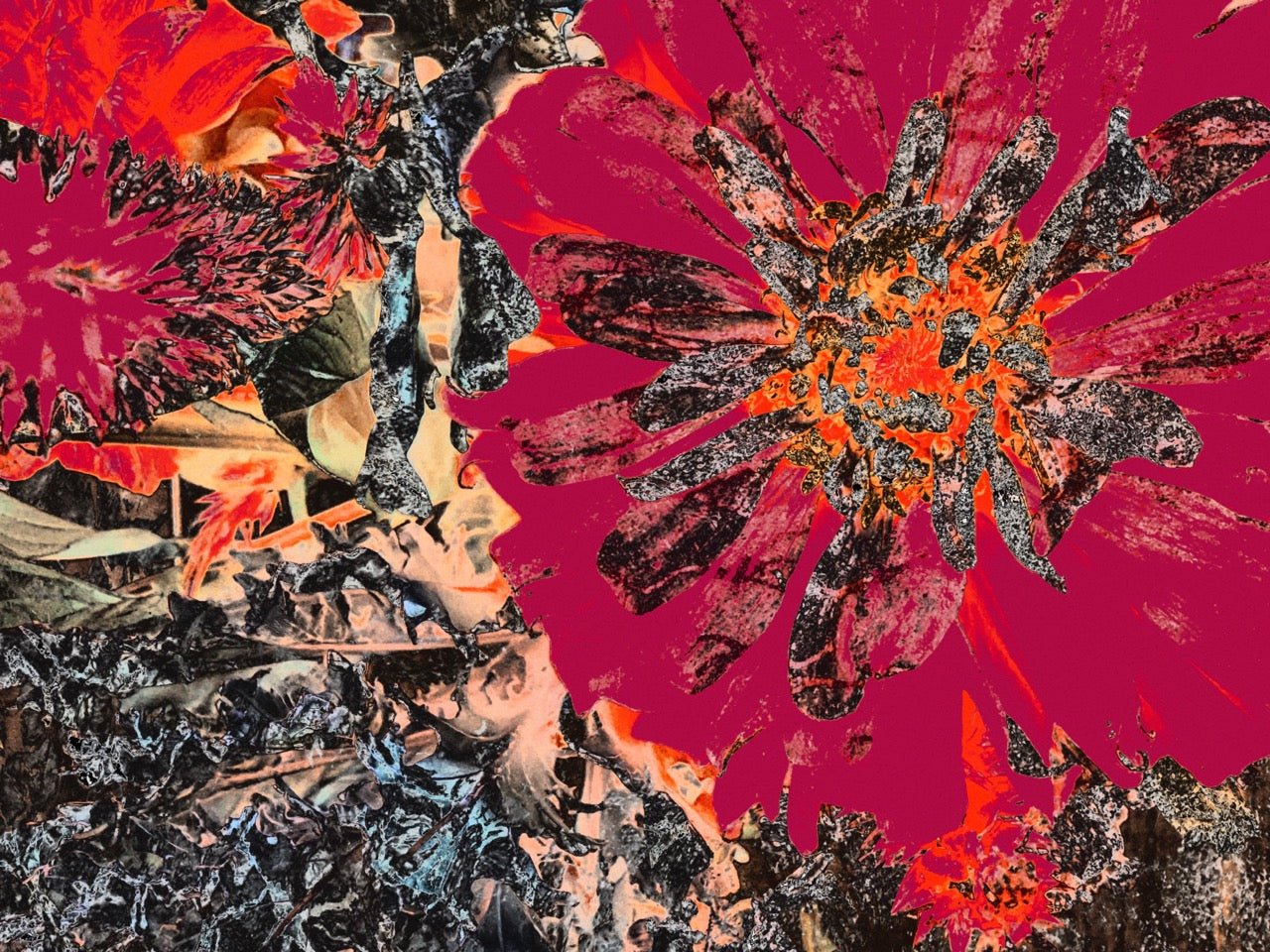 Love Bomb ~ Archival Giclée Fine Art Print on Aluminium Dibond Backboard